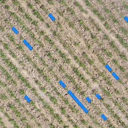 Ortofoto aérea con detección de plantas